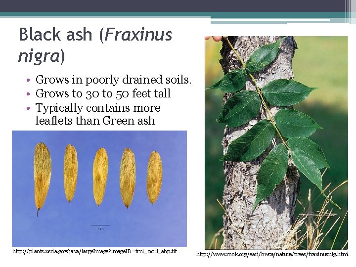 Black ash (Fraxinus nigra) • Grows in poorly drained soils. • Grows to 30