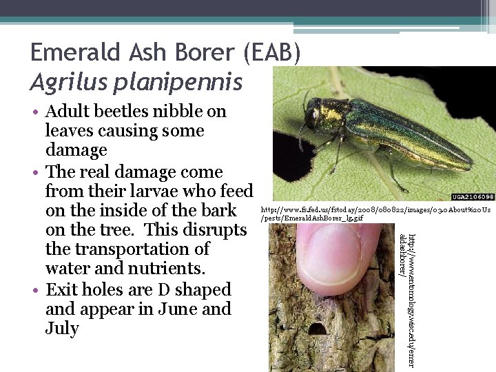 Emerald Ash Borer (EAB) Agrilus planipennis http: //www. fs. fed. us/fstoday/2008/080822/images/03. 0 About%20 Us