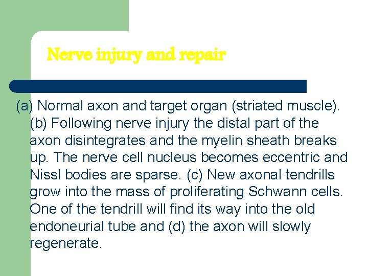 Nerve injury and repair (a) Normal axon and target organ (striated muscle). (b) Following