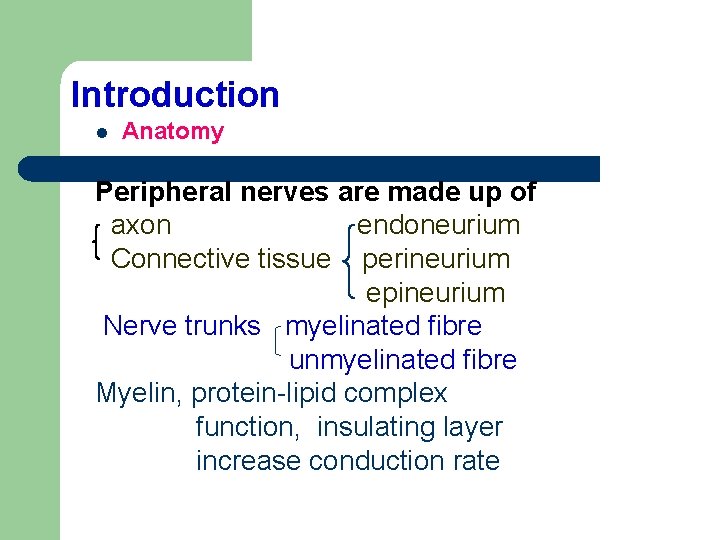 Introduction l Anatomy Peripheral nerves are made up of axon endoneurium Connective tissue perineurium