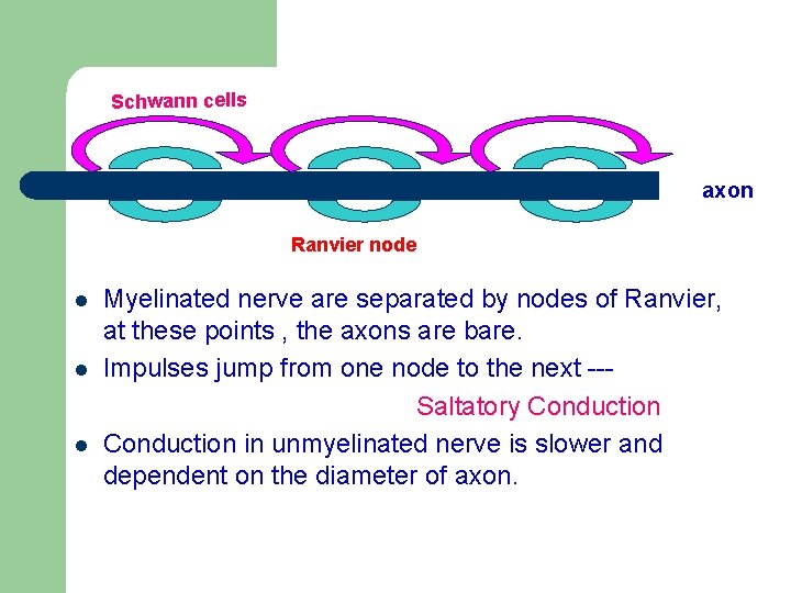 Schwann cells axon Ranvier node l l l Myelinated nerve are separated by nodes