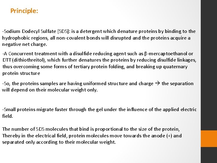 Principle: -Sodium Dodecyl Sulfate [SDS]: is a detergent which denature proteins by binding to