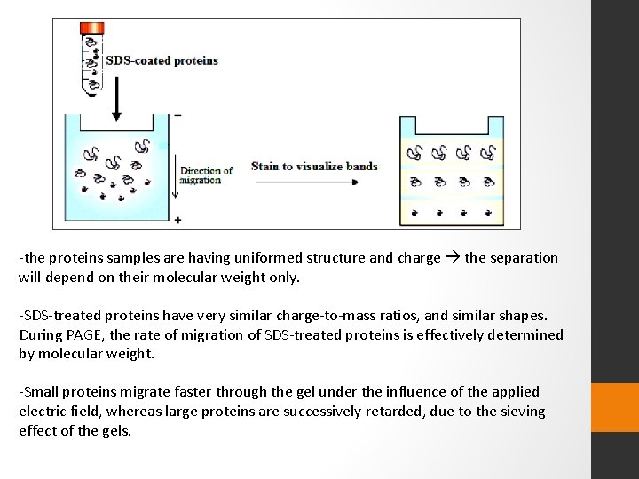 -the proteins samples are having uniformed structure and charge the separation will depend on