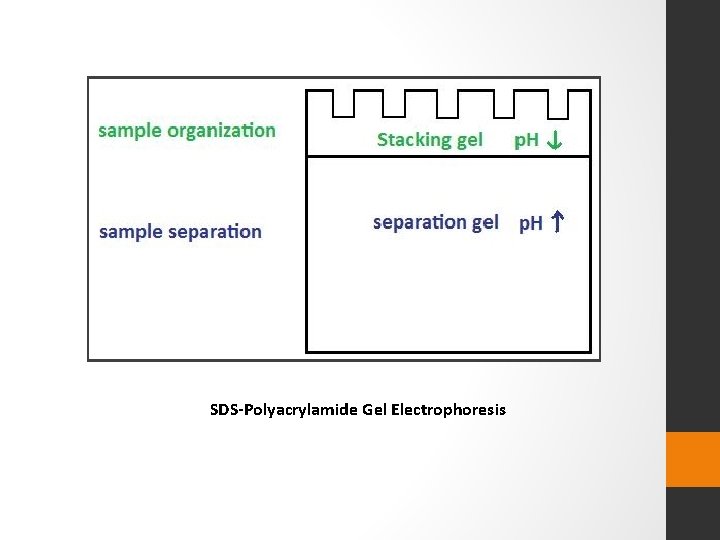 SDS-Polyacrylamide Gel Electrophoresis 