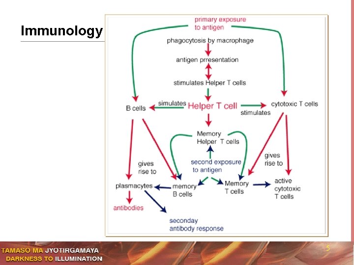 Immunology 5 