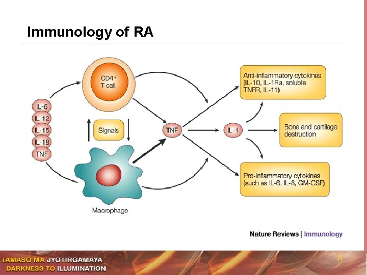 Immunology of RA 8 