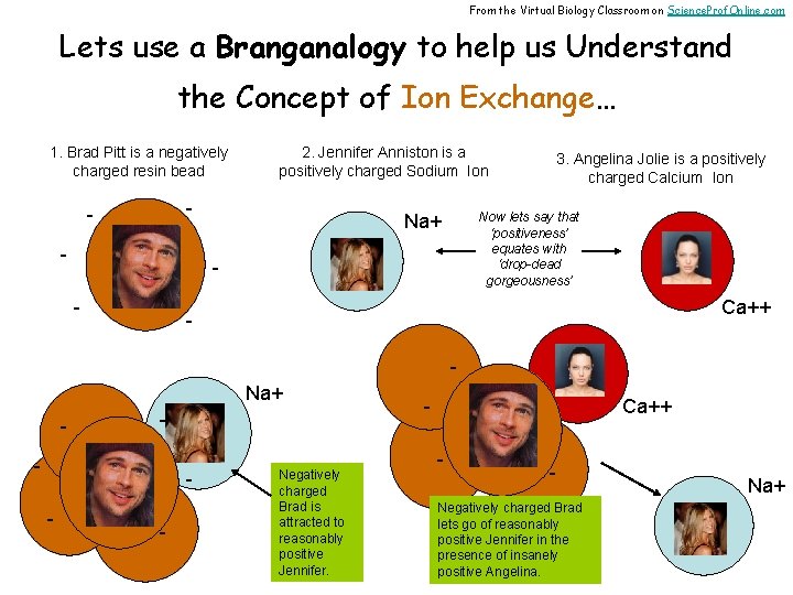 From the Virtual Biology Classroom on Science. Prof. Online. com Lets use a Branganalogy