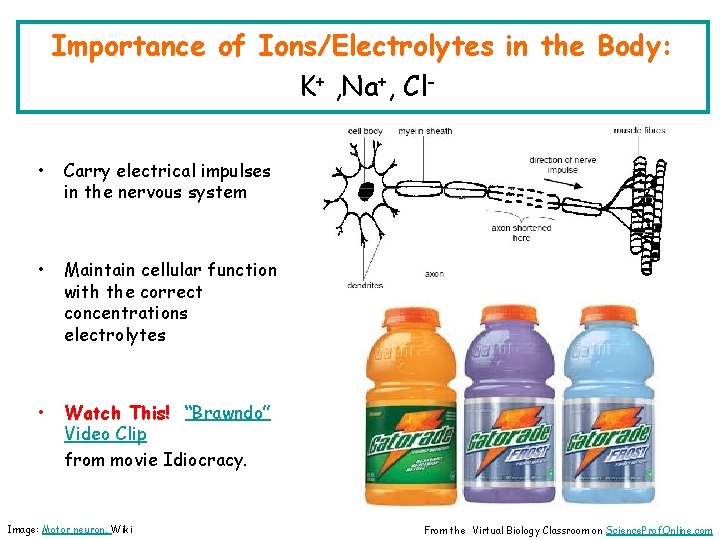 Importance of Ions/Electrolytes in the Body: K+ , Na+, Cl • Carry electrical impulses