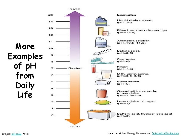 More Examples of p. H from Daily Life Images: p. H scale, Wiki From