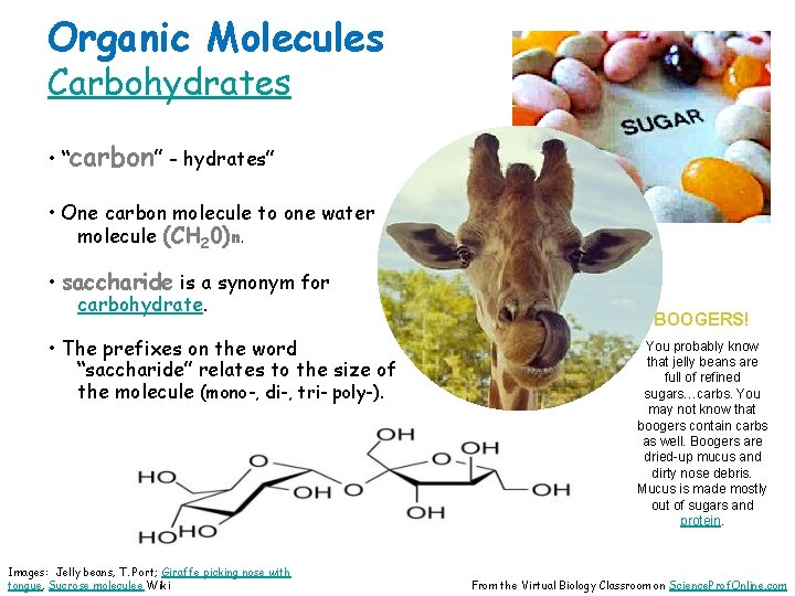 Organic Molecules Carbohydrates • “carbon” - hydrates” • One carbon molecule to one water