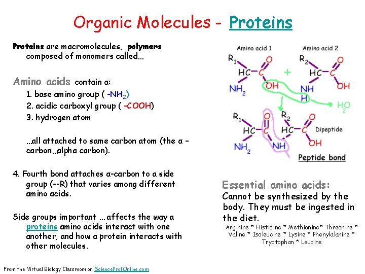 Organic Molecules - Proteins are macromolecules, polymers composed of monomers called… Amino acids contain