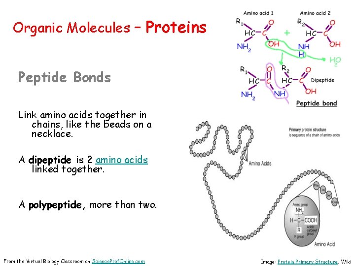 Organic Molecules – Proteins Peptide Bonds Link amino acids together in chains, like the