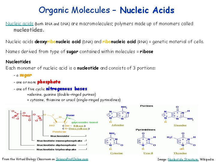 Organic Molecules – Nucleic Acids Nucleic acids (both RNA and DNA) are nucleotides. macromolecules;