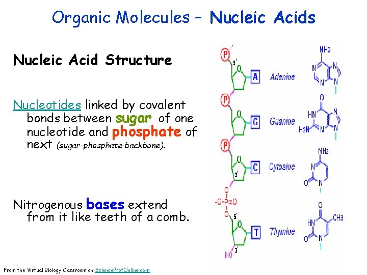 Organic Molecules – Nucleic Acids Nucleic Acid Structure Nucleotides linked by covalent bonds between