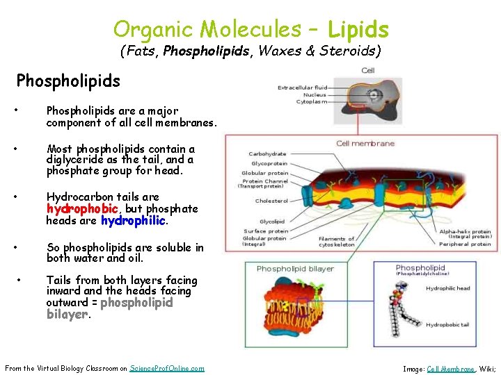 Organic Molecules – Lipids (Fats, Phospholipids, Waxes & Steroids) Phospholipids • Phospholipids are a