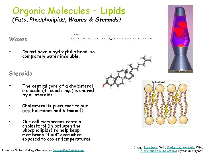 Organic Molecules – Lipids (Fats, Phospholipids, Waxes & Steroids) Waxes • Do not have