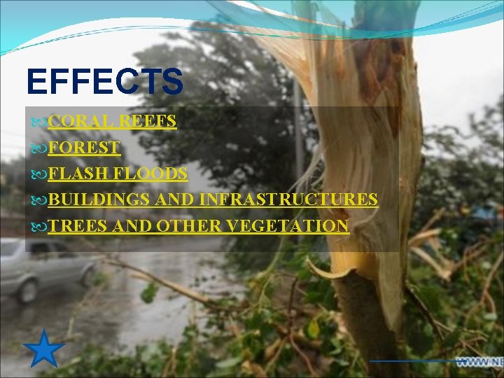 EFFECTS CORAL REEFS FOREST FLASH FLOODS BUILDINGS AND INFRASTRUCTURES TREES AND OTHER VEGETATION 