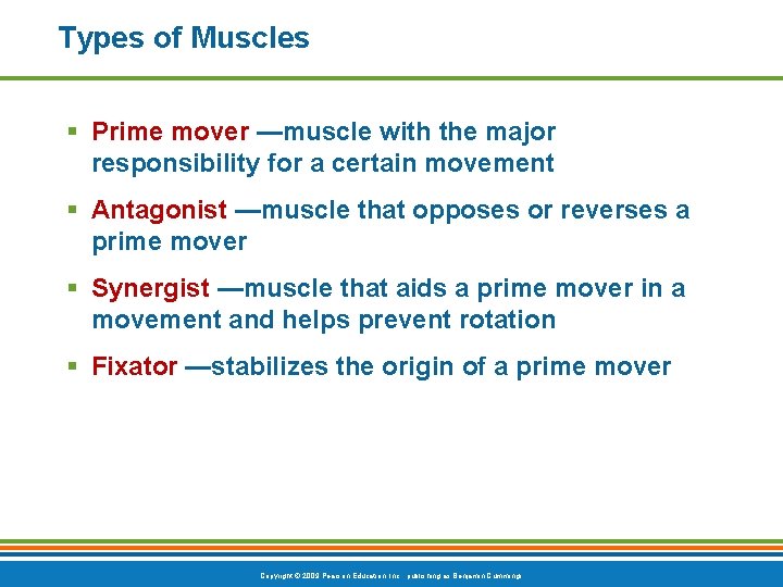 Types of Muscles § Prime mover —muscle with the major responsibility for a certain