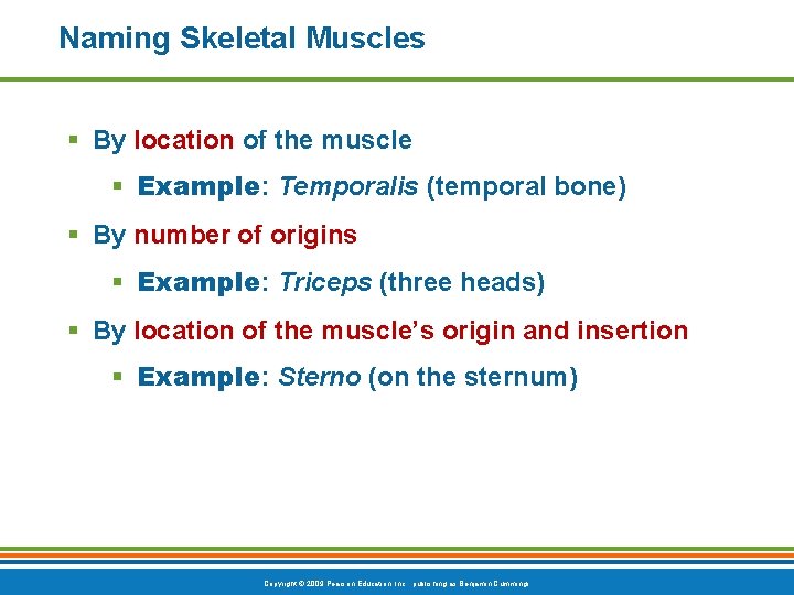 Naming Skeletal Muscles § By location of the muscle § Example: Temporalis (temporal bone)