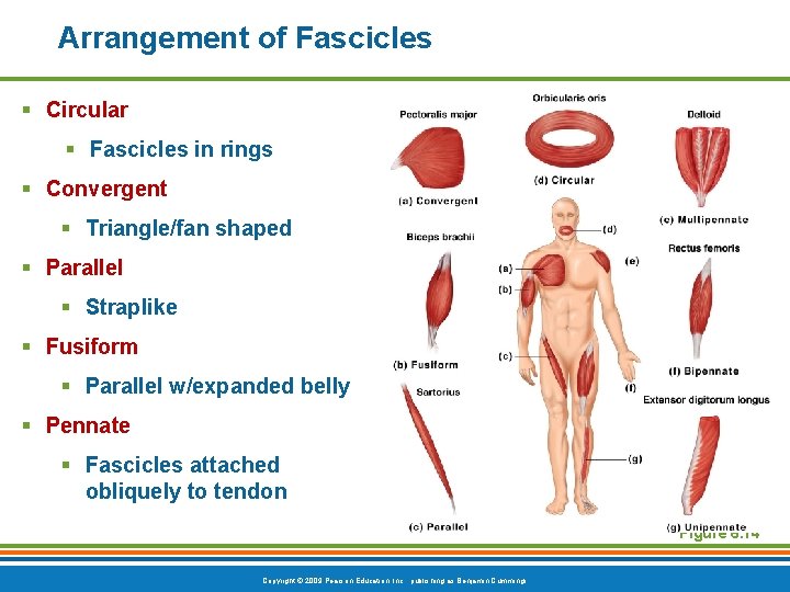 Arrangement of Fascicles § Circular § Fascicles in rings § Convergent § Triangle/fan shaped