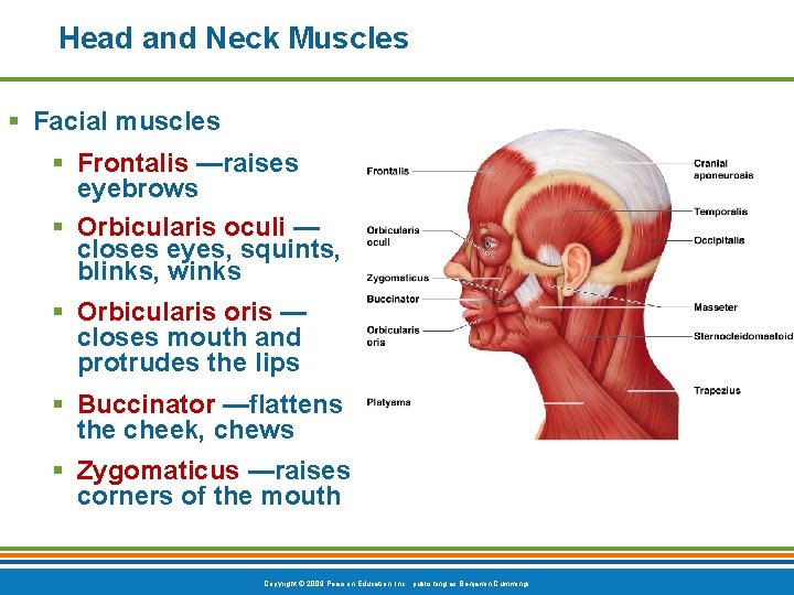 Head and Neck Muscles § Facial muscles § Frontalis —raises eyebrows § Orbicularis oculi