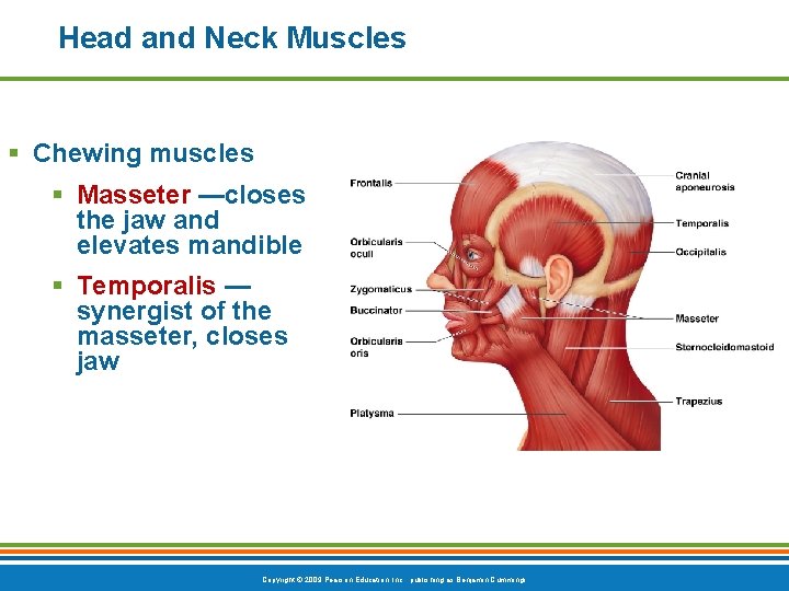 Head and Neck Muscles § Chewing muscles § Masseter —closes the jaw and elevates