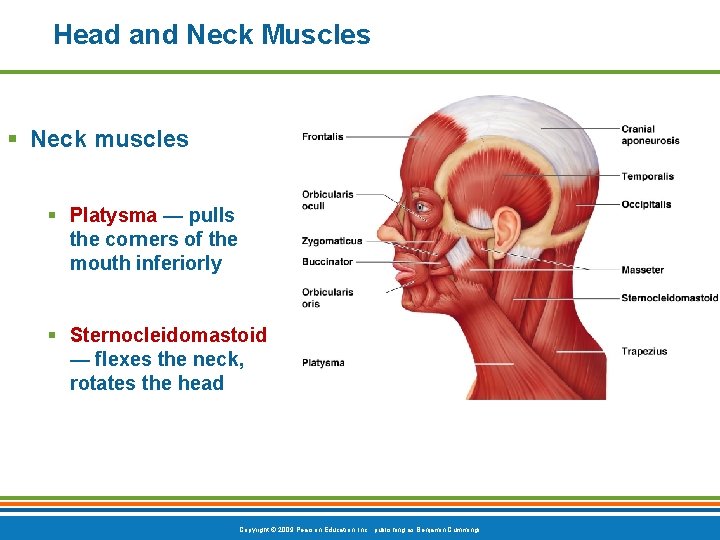 Head and Neck Muscles § Neck muscles § Platysma — pulls the corners of