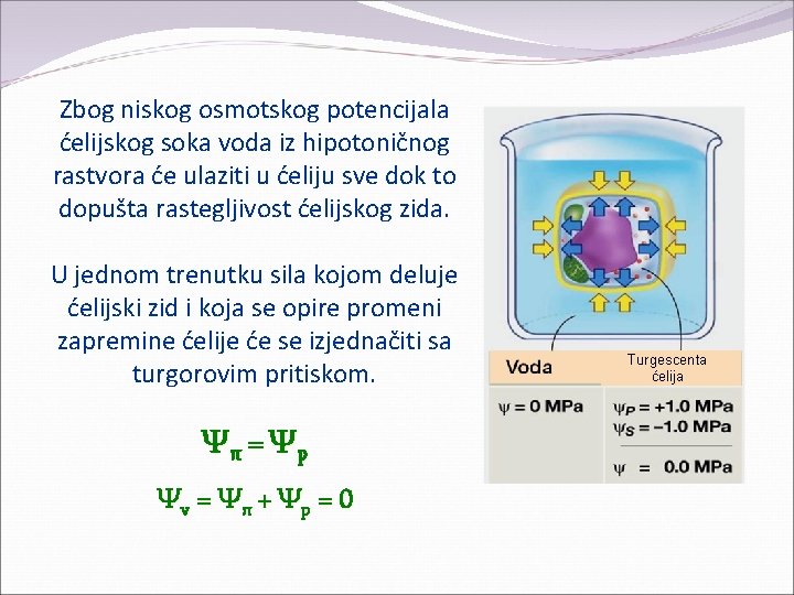 Zbog niskog osmotskog potencijala ćelijskog soka voda iz hipotoničnog rastvora će ulaziti u ćeliju