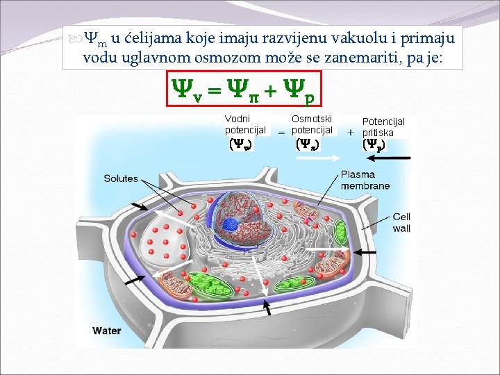  Ψm u ćelijama koje imaju razvijenu vakuolu i primaju vodu uglavnom osmozom može