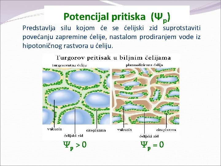 Potencijal pritiska (Ψp) Predstavlja silu kojom će se ćelijski zid suprotstaviti povećanju zapremine ćelije,