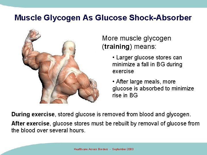 Muscle Glycogen As Glucose Shock-Absorber More muscle glycogen (training) means: • Larger glucose stores