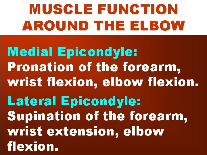 MUSCLE FUNCTION AROUND THE ELBOW Medial Epicondyle: Pronation of the forearm, wrist flexion, elbow