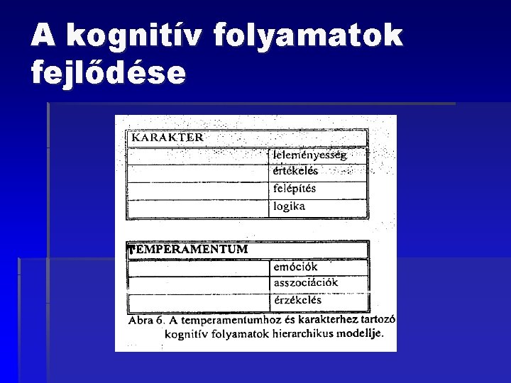 A kognitív folyamatok fejlődése 