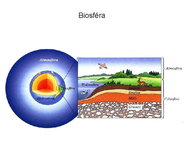 Biosféra 