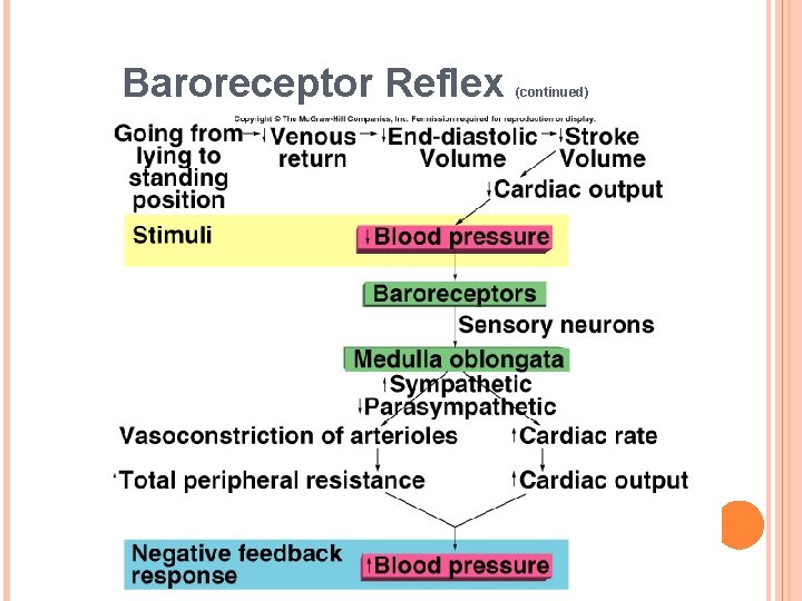 Baroreceptor Reflex (continued) 