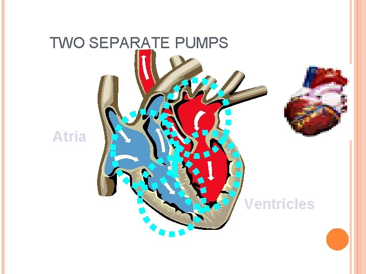 Electrocardiography TWO SEPARATE PUMPS Atria Ventricles 
