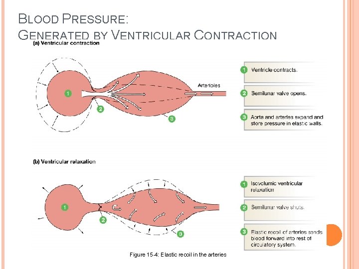 BLOOD PRESSURE: GENERATED BY VENTRICULAR CONTRACTION Figure 15 -4: Elastic recoil in the arteries