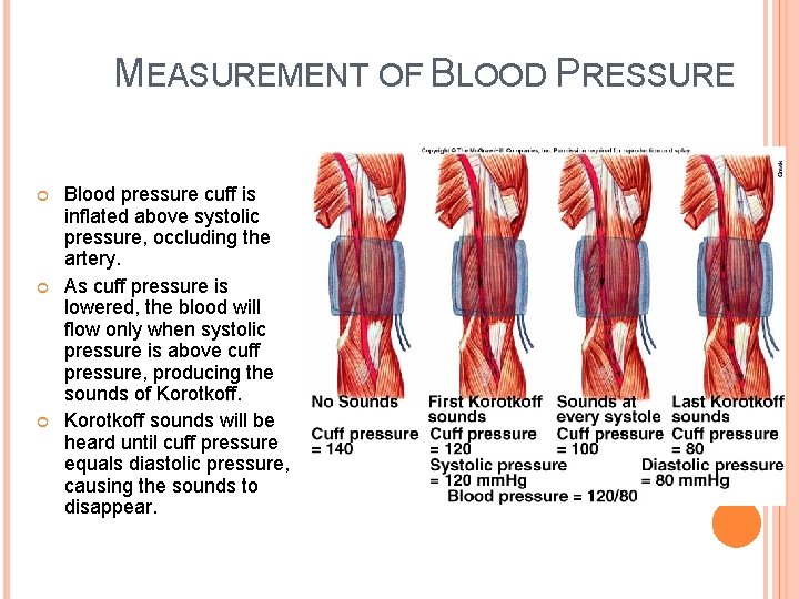 MEASUREMENT OF BLOOD PRESSURE Blood pressure cuff is inflated above systolic pressure, occluding the