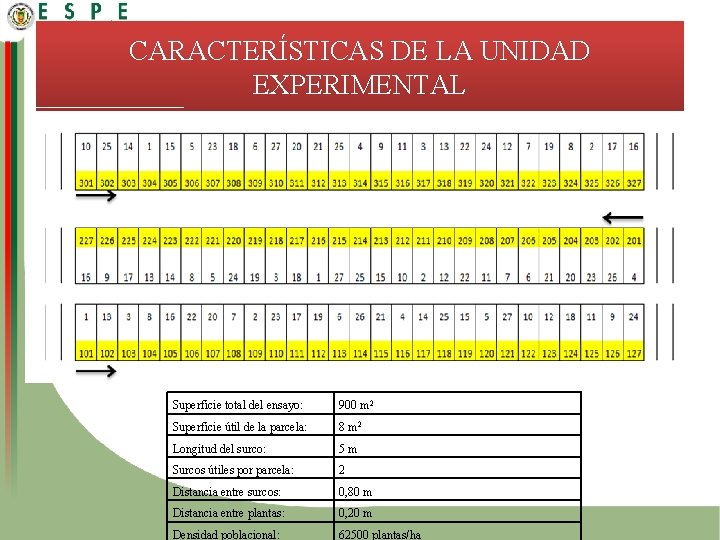 CARACTERÍSTICAS DE LA UNIDAD EXPERIMENTAL Superficie total del ensayo: 900 m 2 Superficie útil