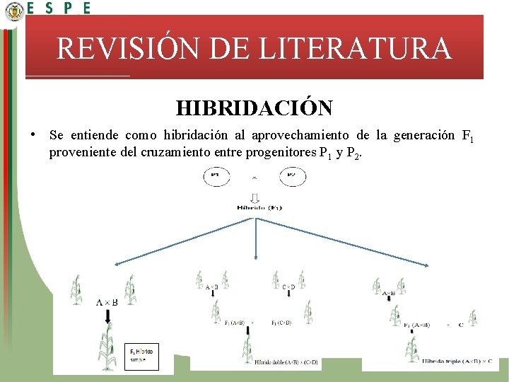 REVISIÓN DE LITERATURA HIBRIDACIÓN • Se entiende como hibridación al aprovechamiento de la generación