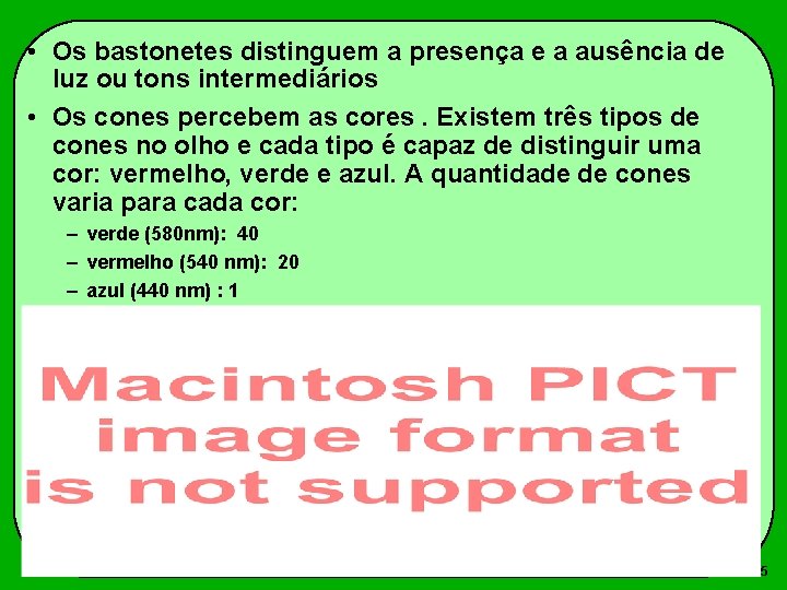  • Os bastonetes distinguem a presença e a ausência de luz ou tons