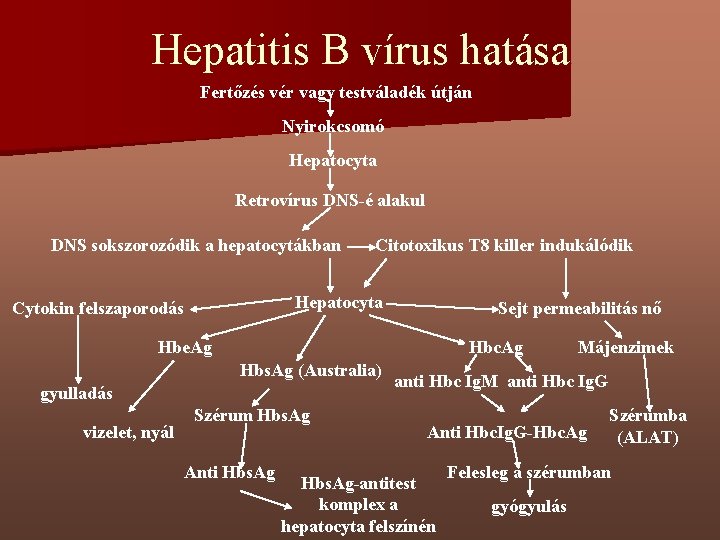 Hepatitis B vírus hatása Fertőzés vér vagy testváladék útján Nyirokcsomó Hepatocyta Retrovírus DNS-é alakul