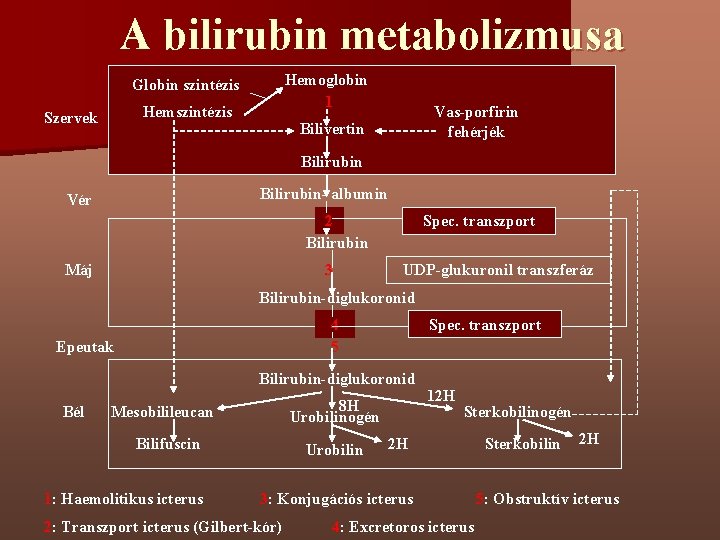 A bilirubin metabolizmusa Hemoglobin 1 Globin szintézis Hemszintézis Szervek Vas-porfirin fehérjék Bilivertin Bilirubin- albumin