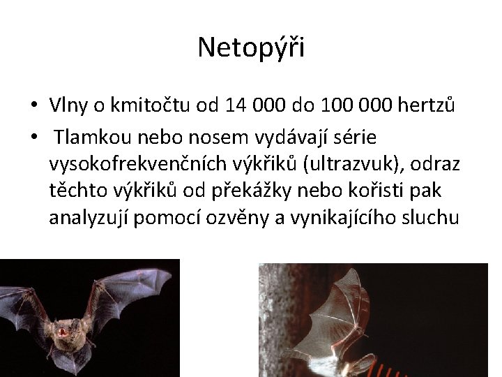 Netopýři • Vlny o kmitočtu od 14 000 do 100 000 hertzů • Tlamkou