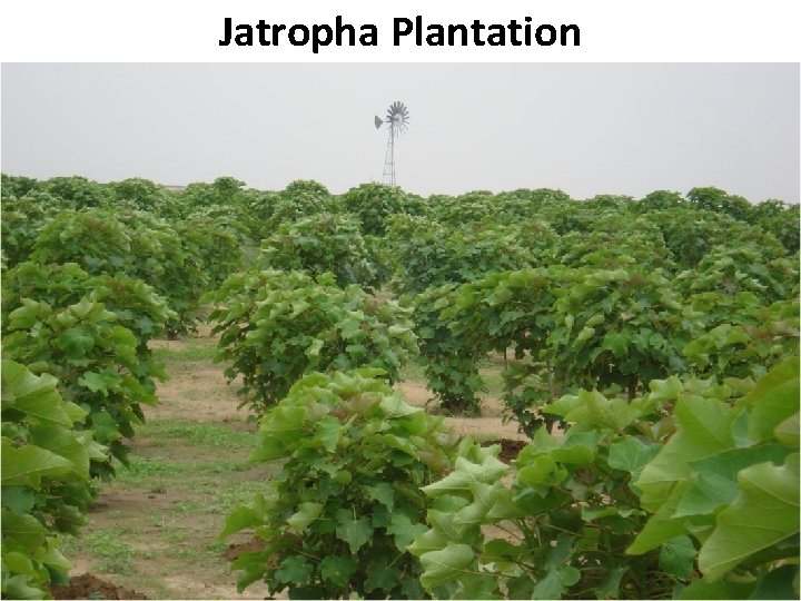 Jatropha Plantation B Pakistan State Oil 