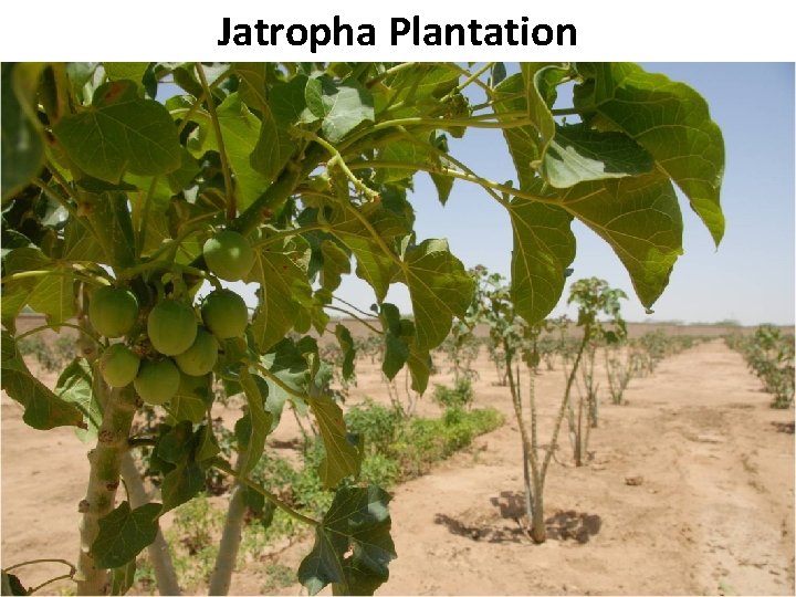 Jatropha Plantation B Pakistan State Oil 