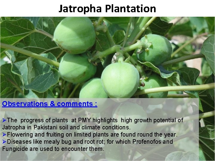 Jatropha Plantation B Observations & comments : ØThe progress of plants at PMY highlights