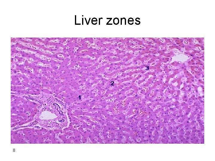 Liver zones 8 