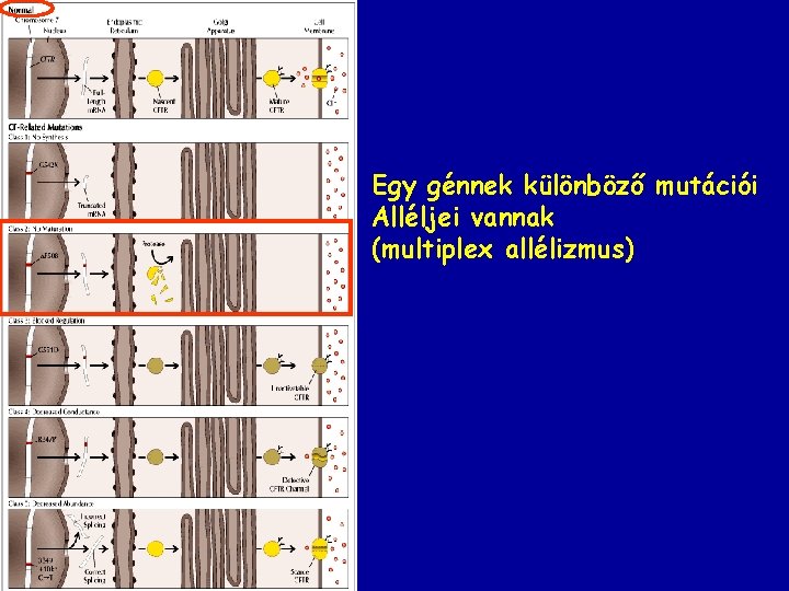 Egy génnek különböző mutációi Alléljei vannak (multiplex allélizmus) 