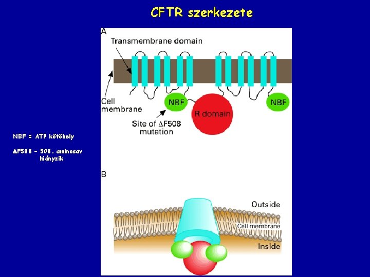 CFTR szerkezete NBF = ATP kötőhely F 508 – 508. aminosav hiányzik 